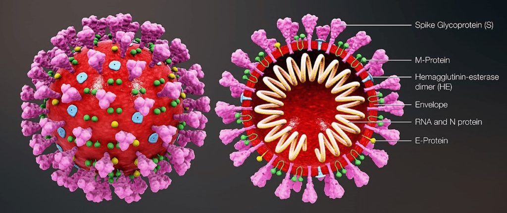 coronavirus ziet er zo uit